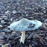 Nature's little treasure...