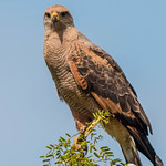 Savanna Hawk