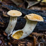 Wood Hedgehog (Hydnum repandum)
