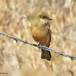 Say's Phoebe 4905