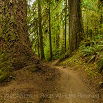 Hoh Rain Forest in Olympic National Park