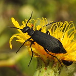 Black Blister Beetle, Epicauta pensylvanica (2)