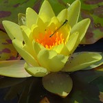 Gro&szlig;e Pechlibelle - blue-tailed damselfly - Ischnura elegans