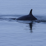 Minke Whale