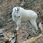 Mountain goat (Oreamnos americanus)