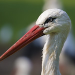 Stork