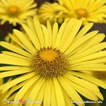 What is the purpose of life? . Think about your life today! www.specialflowers.info #think #life #future #thinkoneweek #flower #flowers #nature #week #fleurs #blumen #g