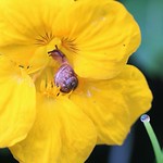 "I know where i'm going, honest"