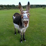 Smile at the camera !