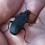Beetle Abax parallelipipedus