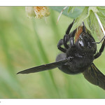 Abeille charpentière