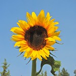 Sunlit sunflower