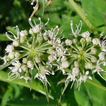 Delicately Umbelliferous. Wild Angelica, Angelica sylvestris, Sloterplas, Amsterdam, The Netherlands