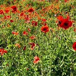 Central Texas Wildflower Road Trip, April 26, 2015