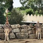 Girafes