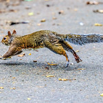 Tail of the unexpected