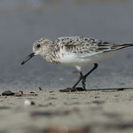 Sanderling (Calidris alba)