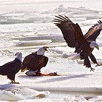 Surviving The Winter On The Frozen Mississippi River