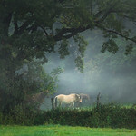 Waiting for the princess