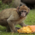 Barbary macaque with a pumpkin