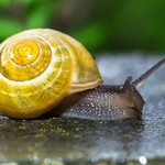 Snail