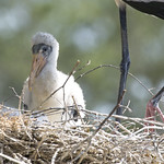 Baby Wood Stork