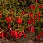 Betty Ford Alpine Center (19)