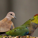 Young Red capped parrot with a laughing dove