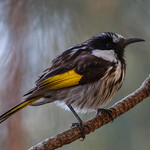 White-cheeked Honeyeater 4