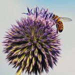 Bee and Globe Thistle