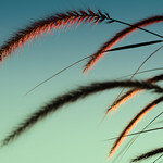 ornamental grass