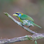 Red-headed Barbet (F). Eubucco bourcierii