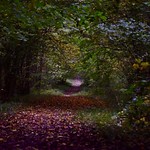 a bit of time on my own in the gorgeous Autumn woodland 💗🍂🍁 can&rsquo;t wait to go again! Bourne woods,Lincolnshire 💕