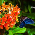 A Dance of Colors...