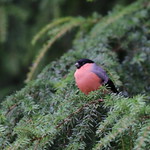 Brightening up the day