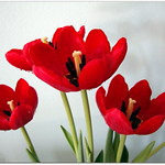 Feliz Anivers&aacute;rio Querida Amiga Anto!