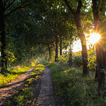 path in evening light