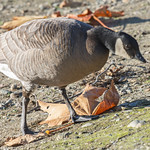 Very small Cackling Goose