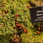 Betty Ford Alpine Center (23)