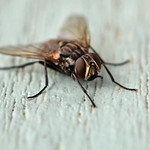 Stomoxys calcitrans - I think