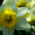 MAGIC ARM DAFFODIL #1
