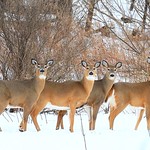 white-tailed deer does near Lime Springs IA 854A9722