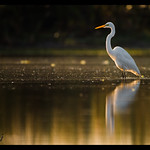 Great egret (Ardea alba)