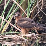 Circus hudsonius Northern Harrier immature female