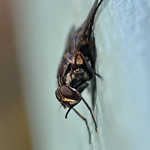 flyday evening at last!