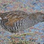 Young Australian Spotted Crake