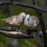 Dove Love....