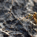 dung love {explored}