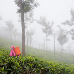 Tea Picking in the Nilgiris