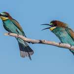 Small discussions between two European bee-eaters.